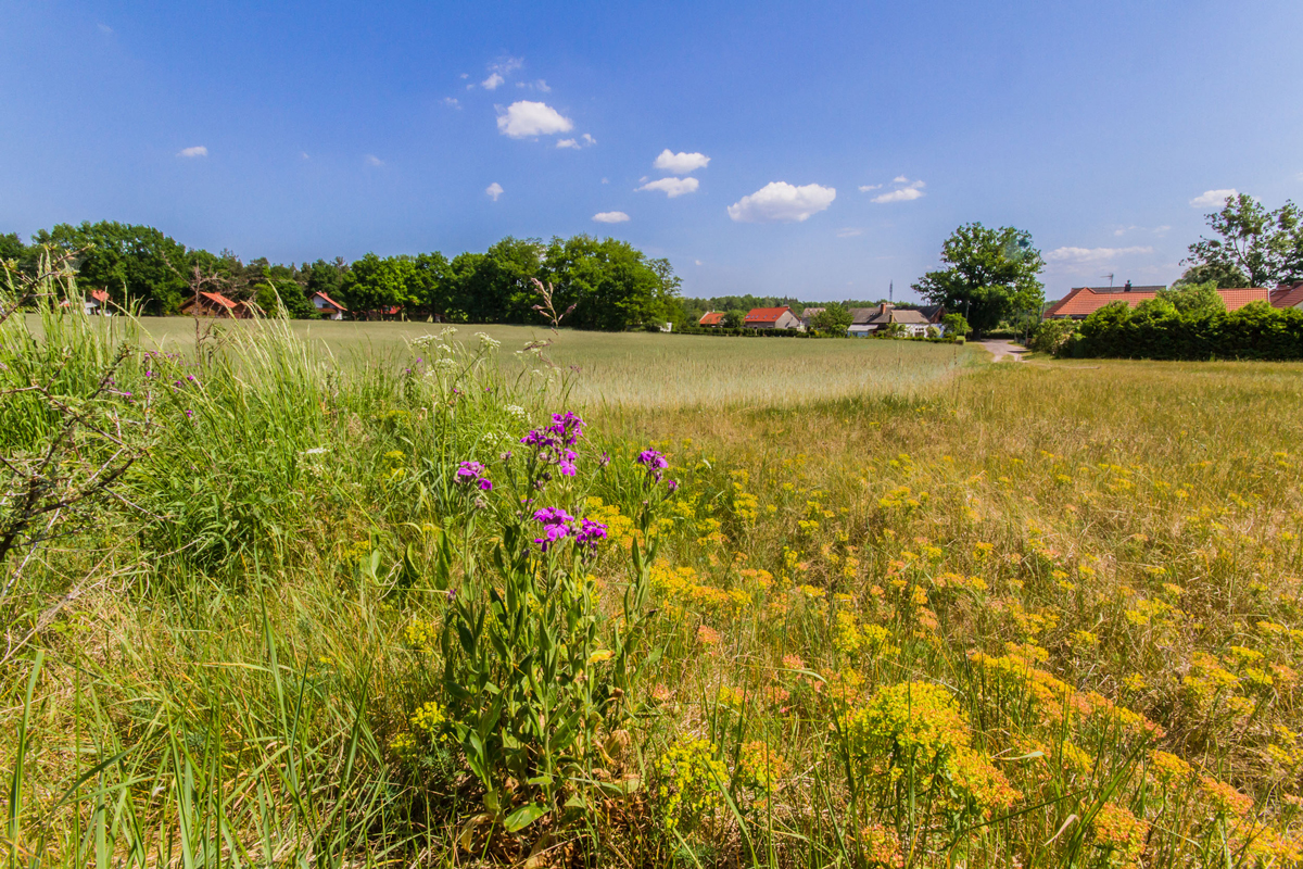 Köpenick Wiese