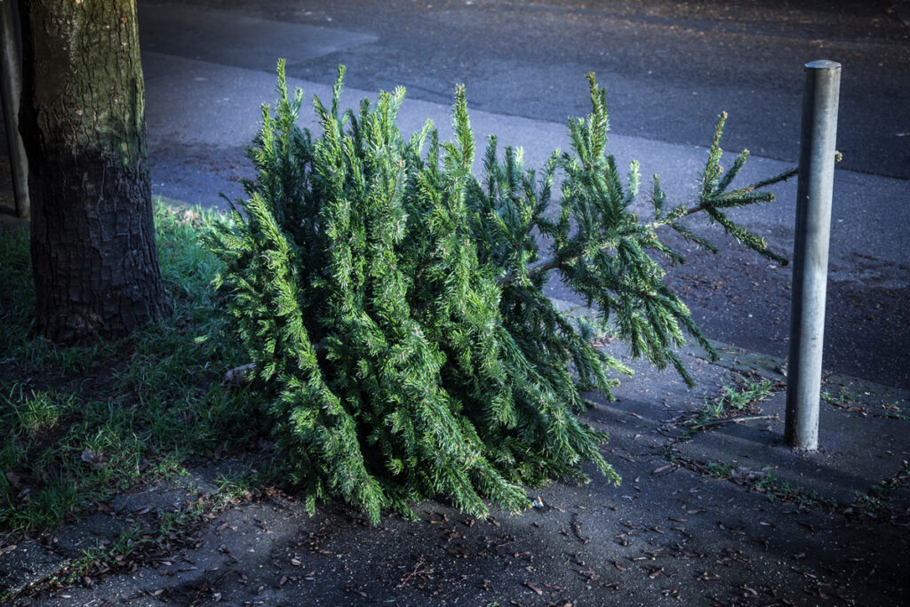 Weihnachtsbaum liegt auf der Straße