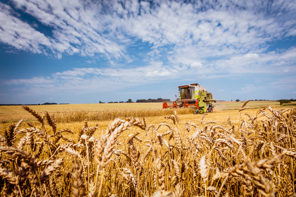 Landwirtschaft - Weizenfeld mit Mähmaschine