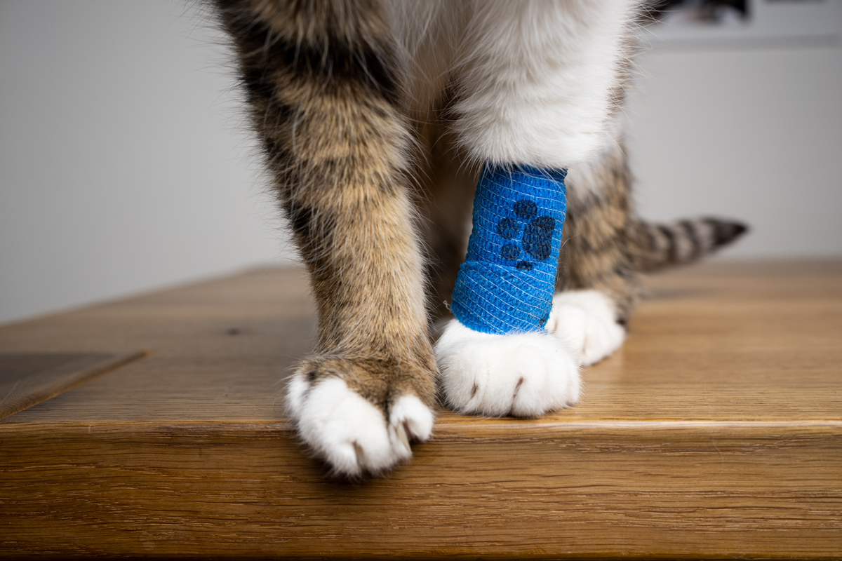 Flauschige Katzenpfoten mit blauem medizinischen Verband nach dem Tierarztbesuch