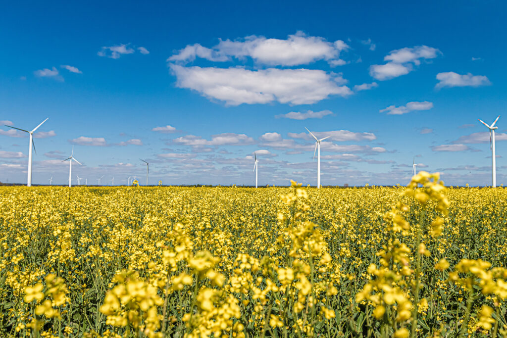 Klieken Windpark - Rapsfeld mit Windrädern