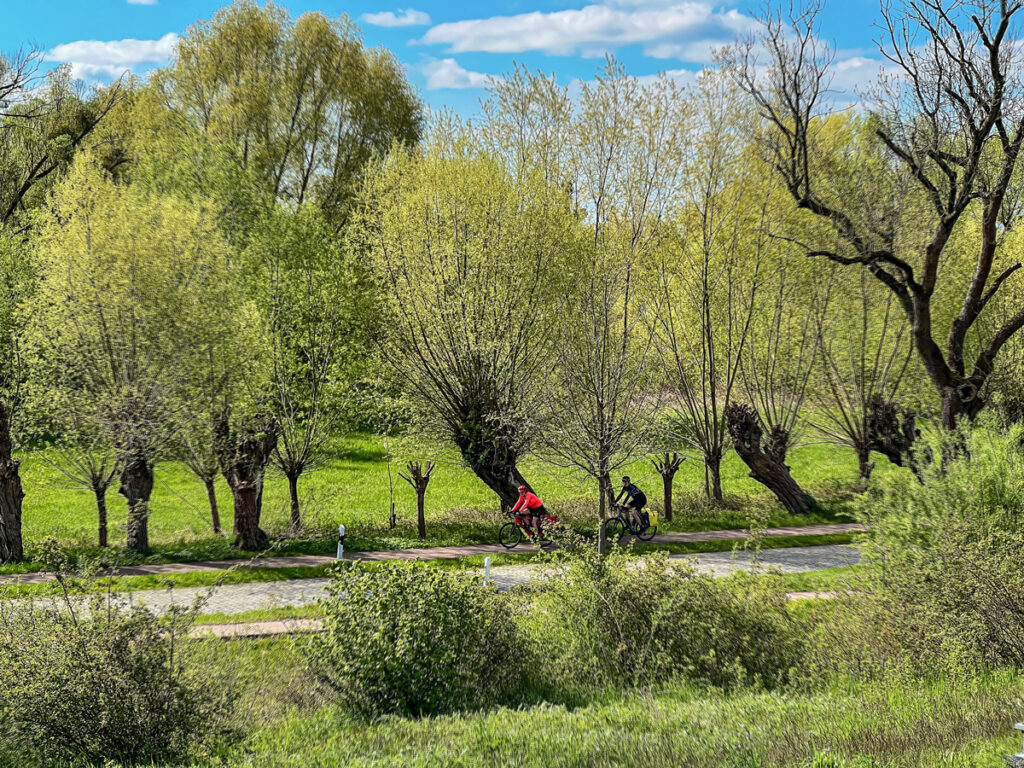 Coswig Elberadweg - Fahrradfahrer