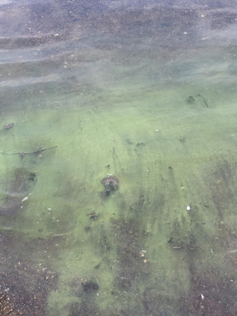 Update: Erneut Badeverbot wegen Blaualgenbefall am Badeteich im Touristenzentrum Prettin