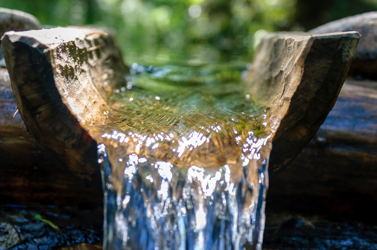 Wasserquelle im Wald