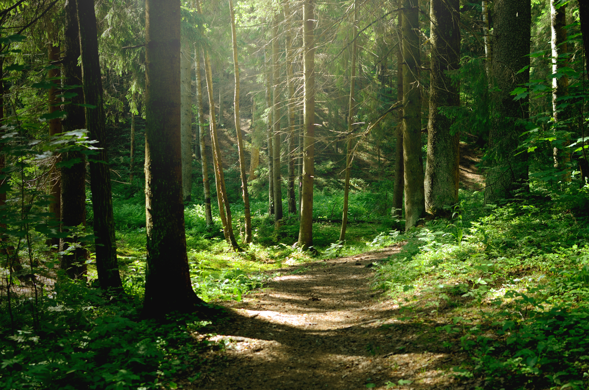 Sonnenschein im Wald