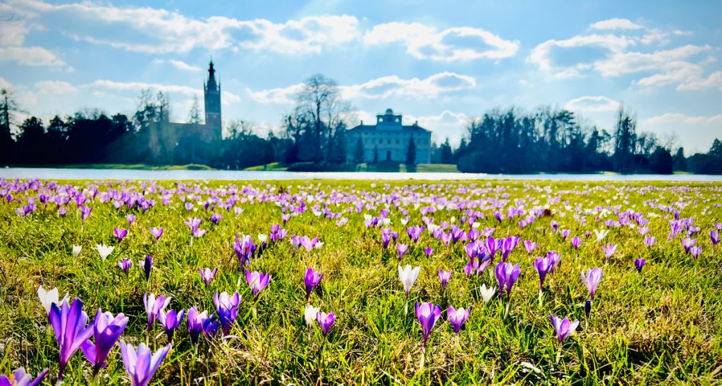 Wörlitzer Park - Skyline vom Schloss und der Kirche vor einer Wiese mit Krokussen