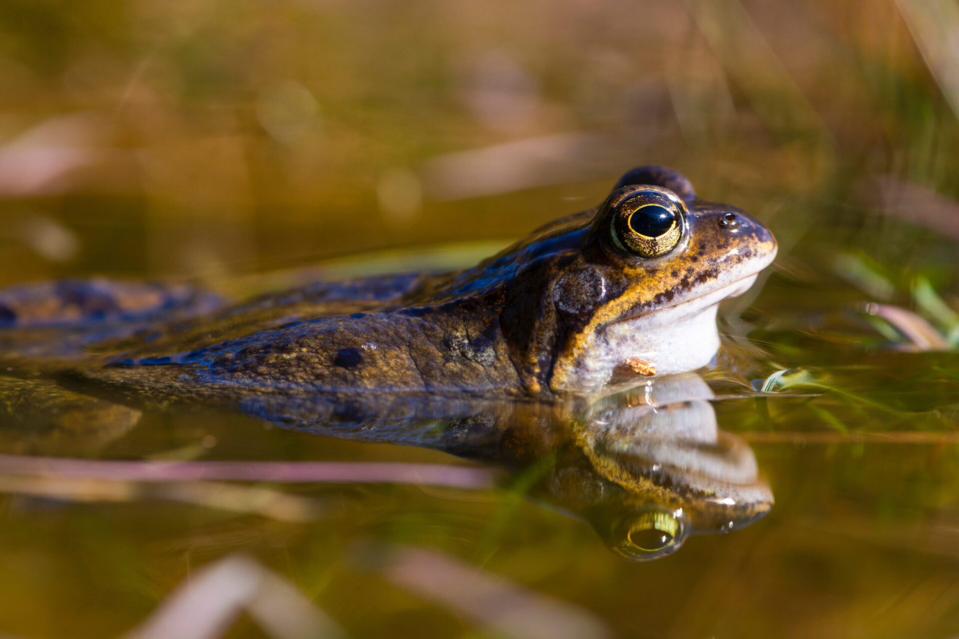 Frosch im Teich