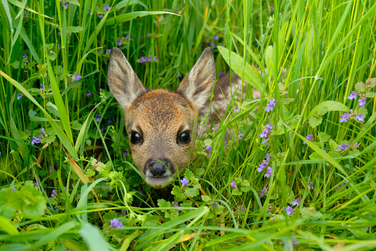 Ein Rehkitz erkundet neugierig eine saftige Wiese. In seiner natürlichen Umgebung fühlt es sich geborgen und frei. Ein schöner Moment der Natur.