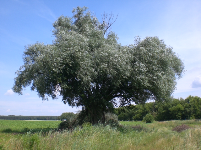 Ein großer Baum mitten auf einem Feld am Rand eines Grabens, welcher mit Schilf bewachsen ist. Im Hintergrund schließen sich weitere Feldgehölze an.