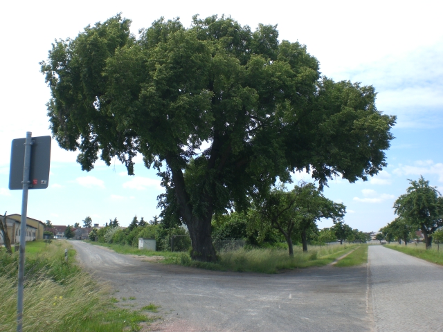 An der Kreuzung einer gepflasterten Straße und eines Feldwegs steht ein großer Baum. Der Straßenrand ist von Gras und kleineren Bäumen gesäumt.