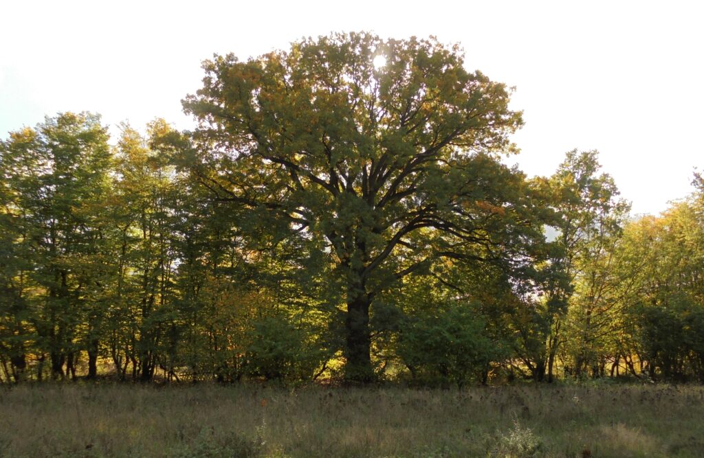 Ein großer Baum mit einer ausladenden Krone steht auf einer Wiese, die von einer dichten Reihe kleinerer Bäume und Grün im Hintergrund begrenzt wird.