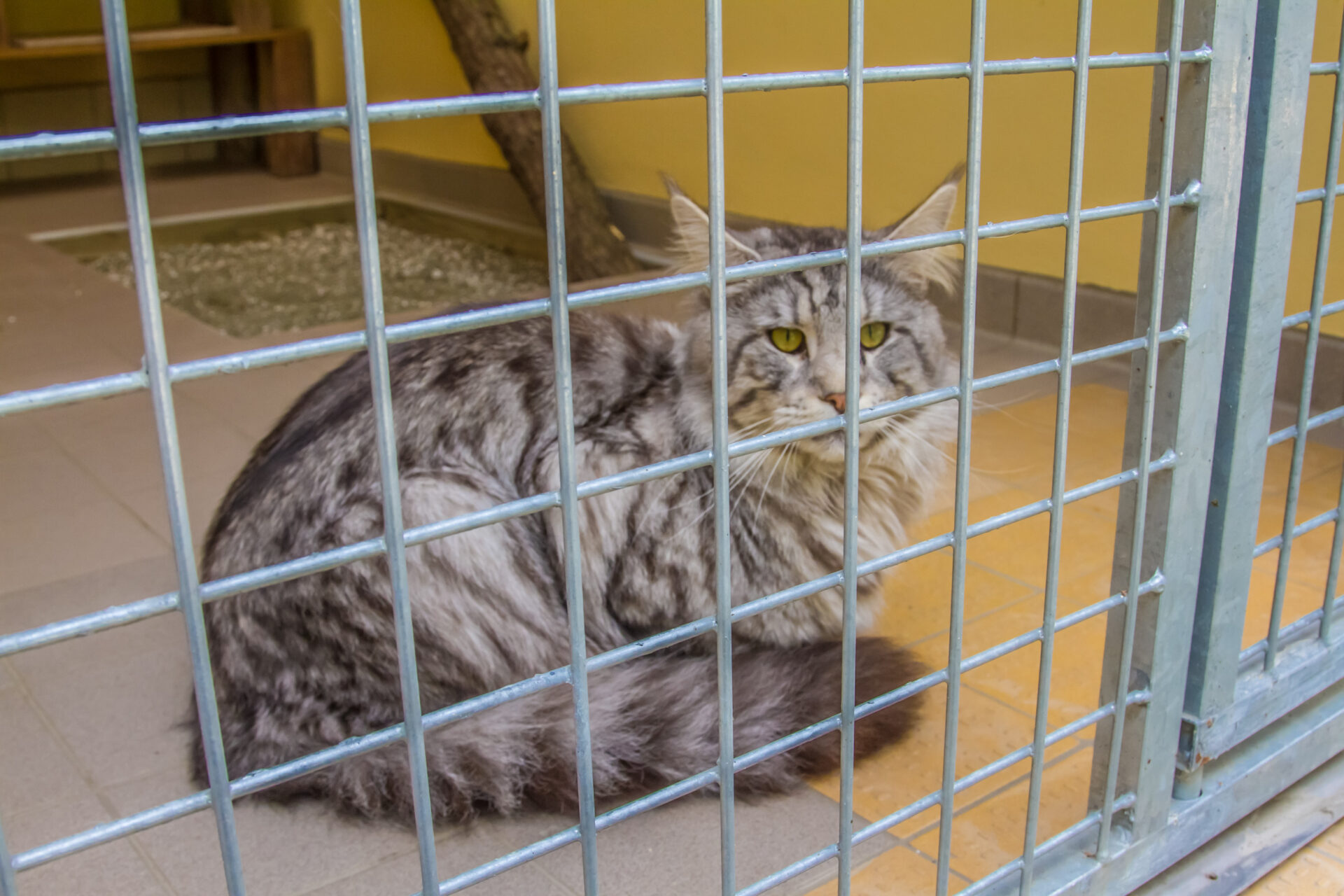 Hauskatzen im Landkreis Wittenberg – Verantwortung übernehmen