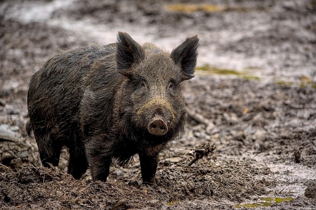 Afrikanische Schweinepest – Jagdausübungsberechtigte haben Pflichten