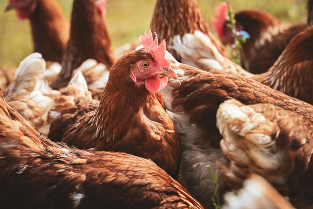 Ein Huhn im Garten