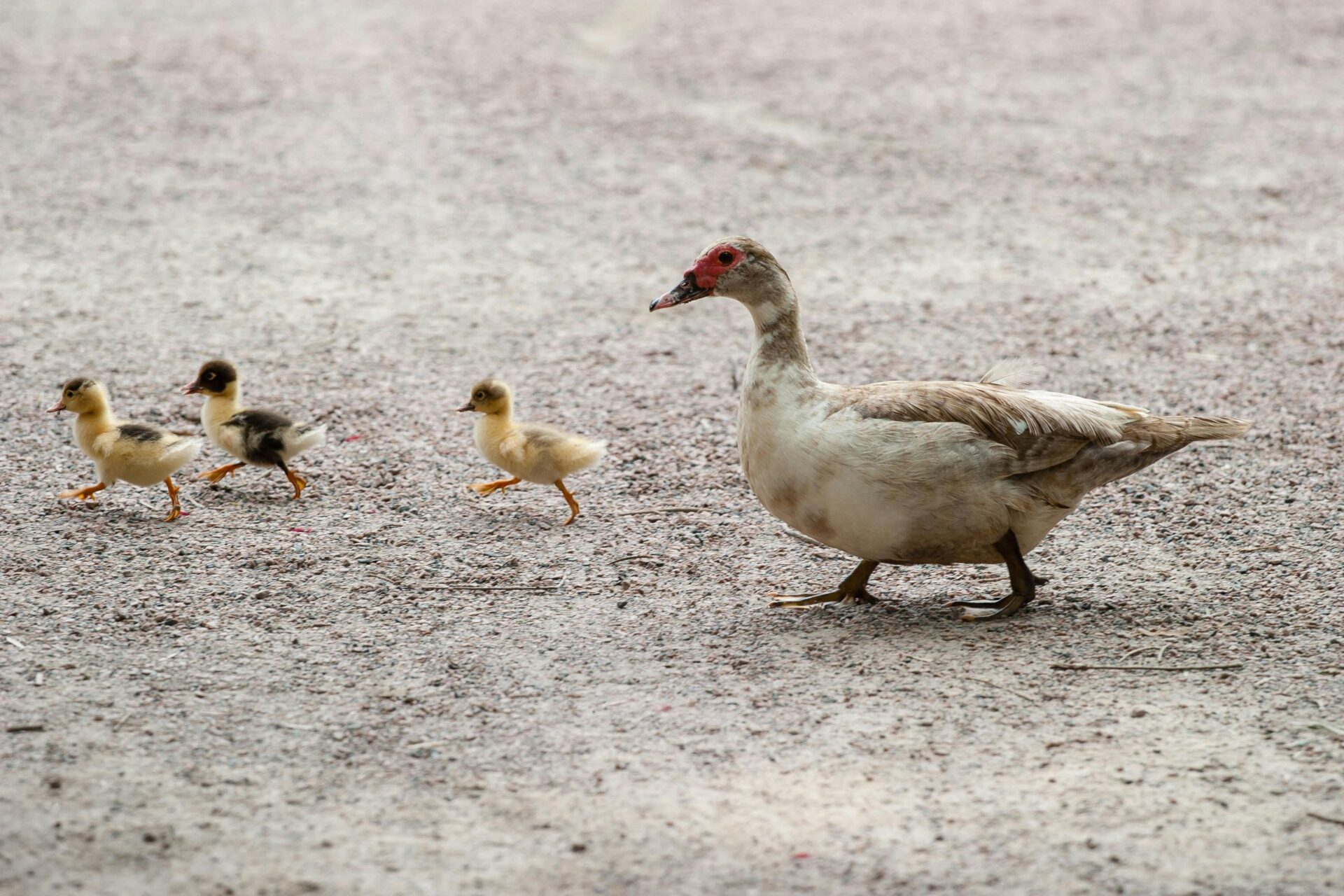 Enten sind natürlich auch von der Geflügelpest betroffen.