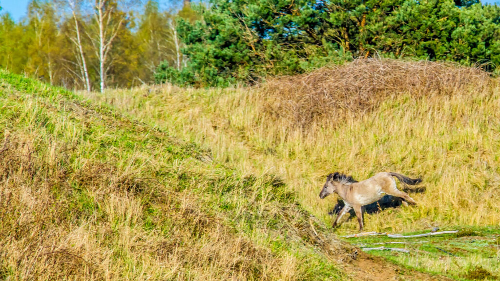 Konikpferde in der Oranienbaumer Heide