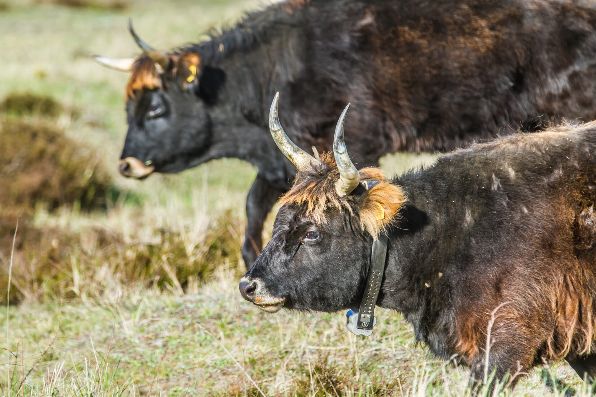 Heckrinder in der Oranienbaumer Heide