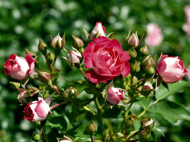 in Strauß Rosen in verschiedenen Stadien der Blüte, mit überwiegend rosa und weißen Blütenblättern und grünen Blättern im Hintergrund. Die Hauptrose ist in voller Blüte und leuchtend pink, während andere Knospen und teilweise geöffnete Rosen um sie herum zu sehen sind.