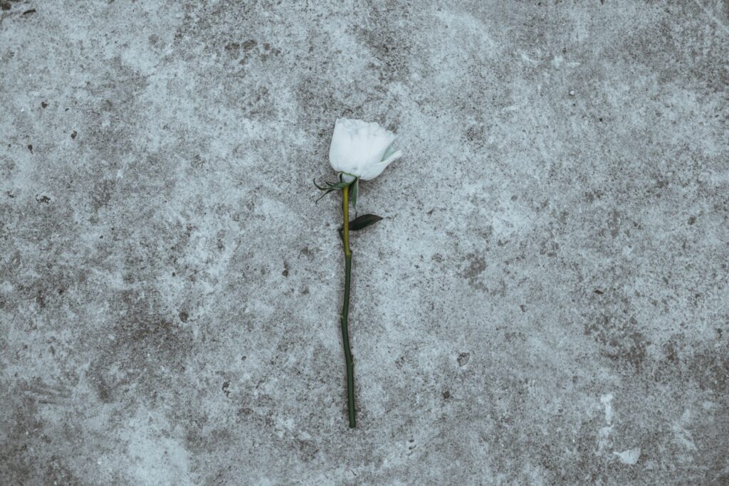 Eine weiße Rose ist ein klassisches Symbol für den Tod (Vergänglichkeit, Abschied und Trauer).