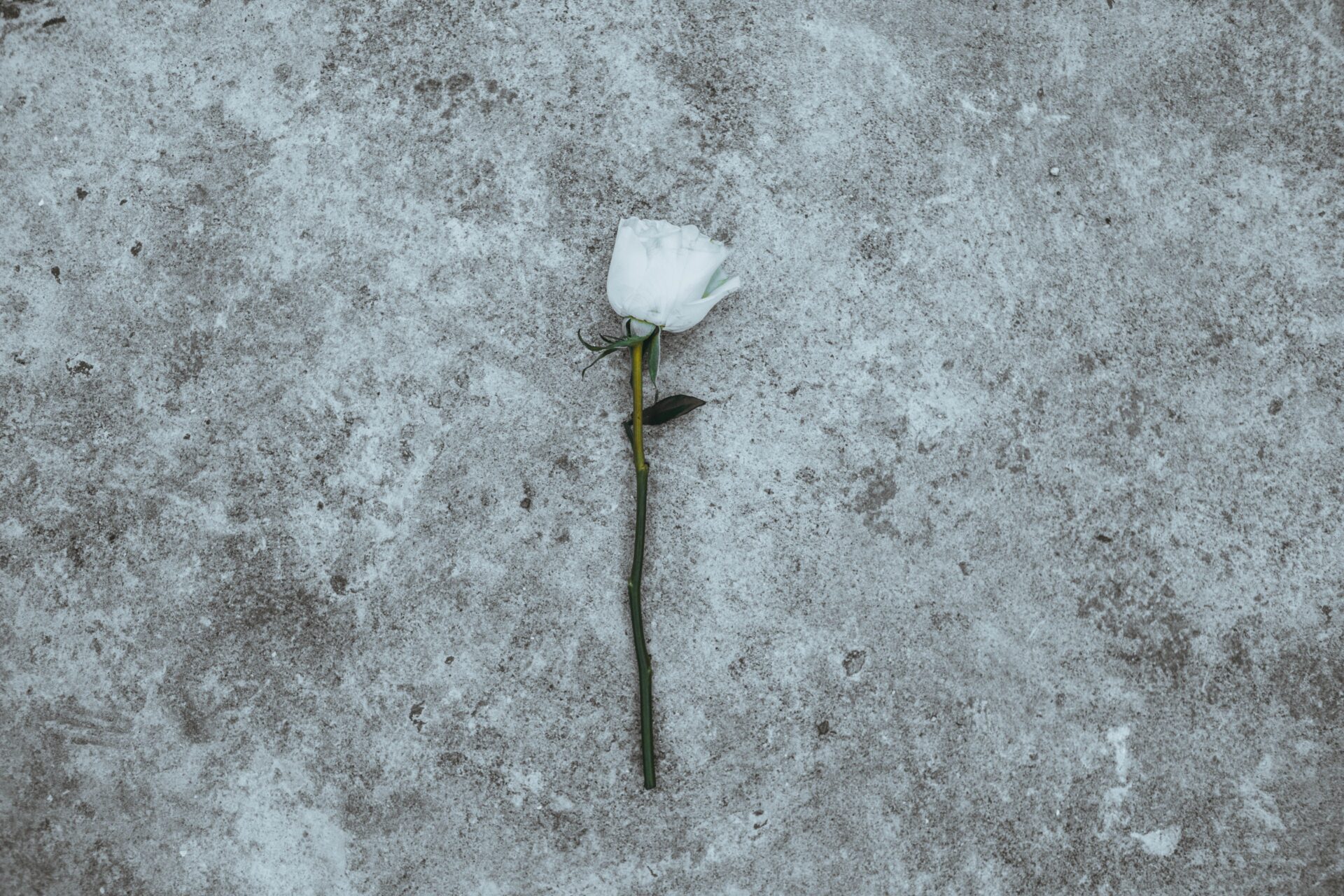 Eine weiße Rose ist ein klassisches Symbol für den Tod (Vergänglichkeit, Abschied und Trauer).