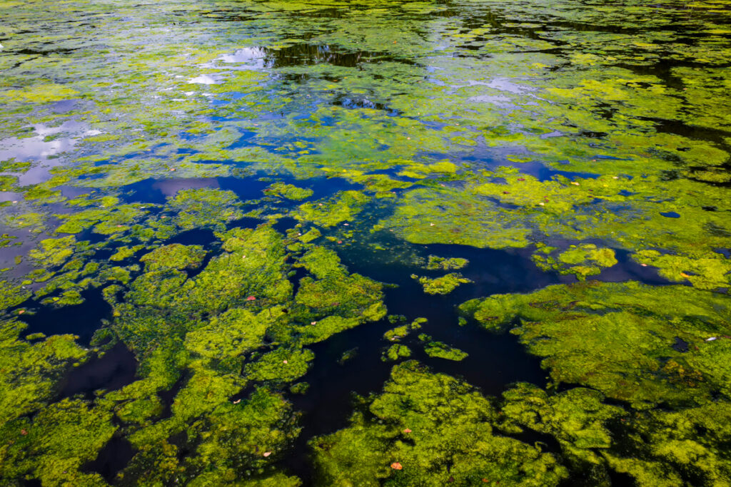 Blaualgen in einem Gewässer