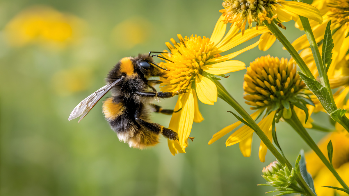 Honigbiene holt sich den Nektar von der Blume