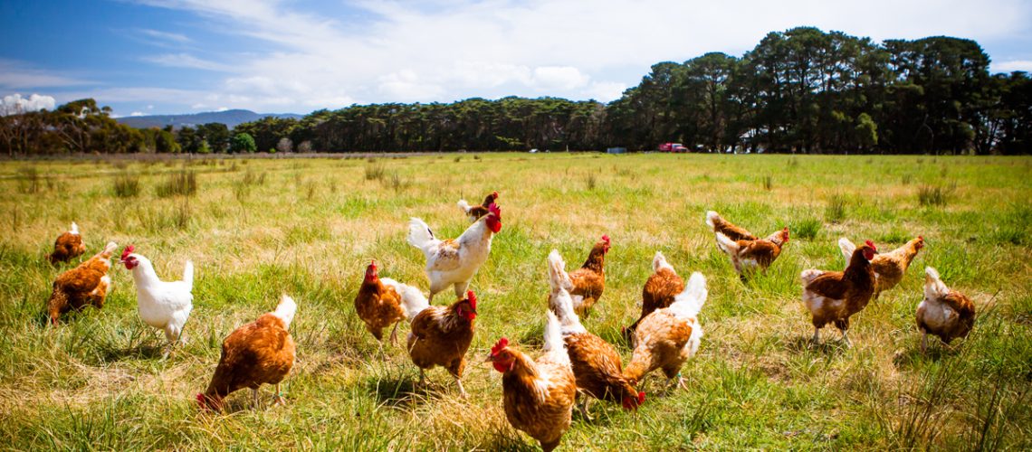 Hühner auf einem Feld