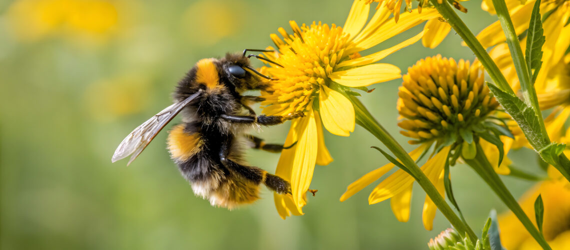 Honigbiene holt sich den Nektar von der Blume