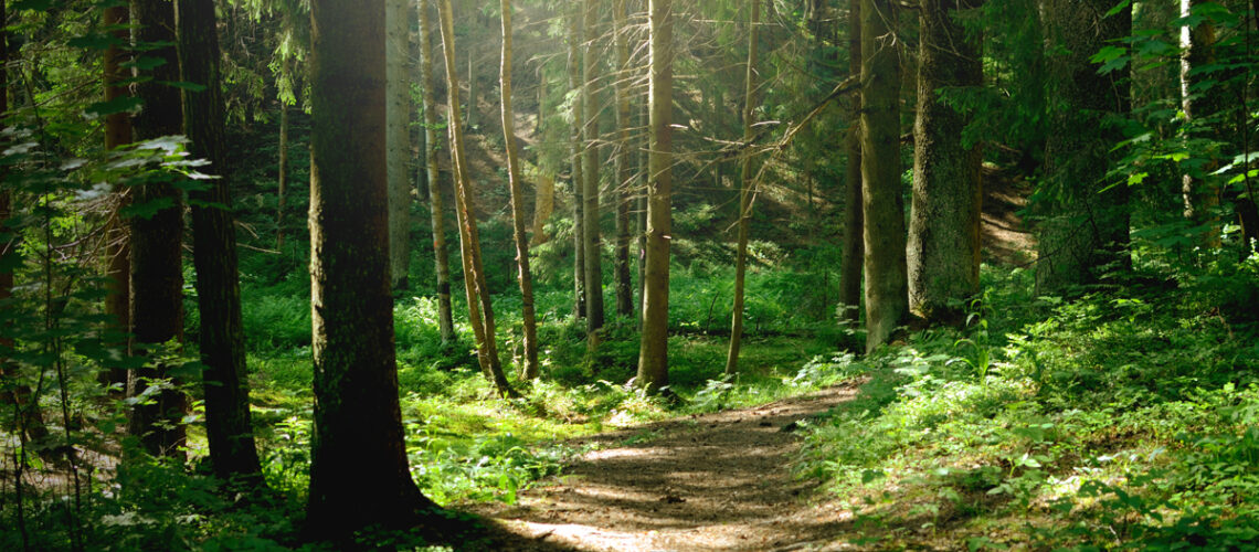 Sonnenschein im Wald