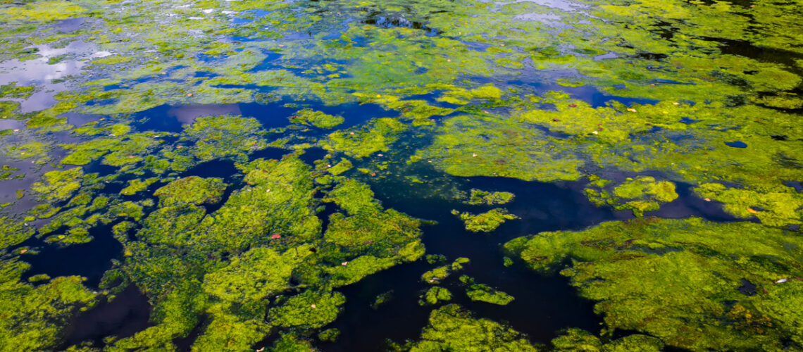 Blaualgen in einem Gewässer