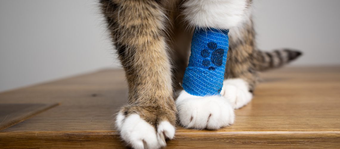 Flauschige Katzenpfoten mit blauem medizinischen Verband nach dem Tierarztbesuch