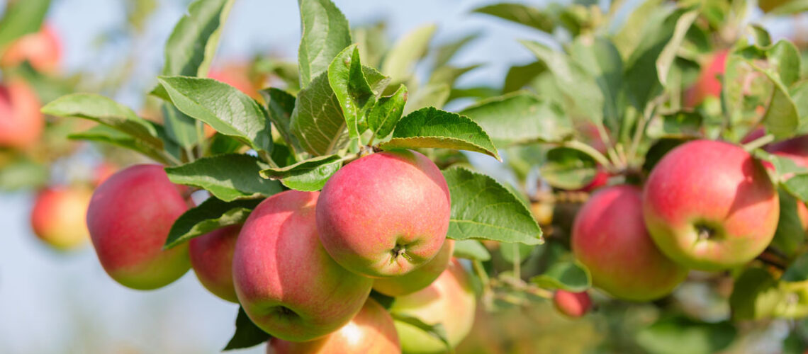 ein Apfelbaum mit vielen schönen Äpfeln