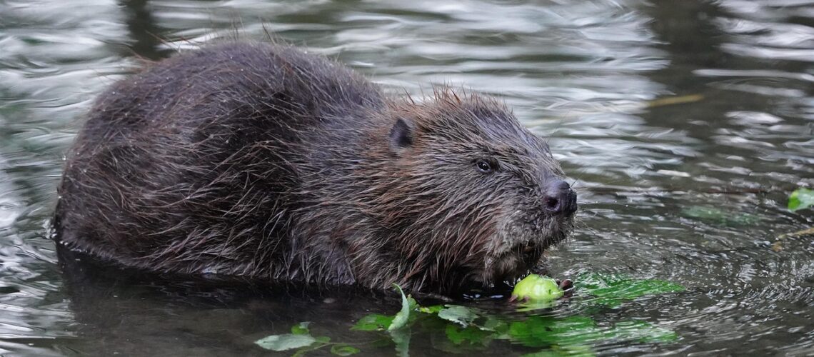 Biber im Wasser am Fressen