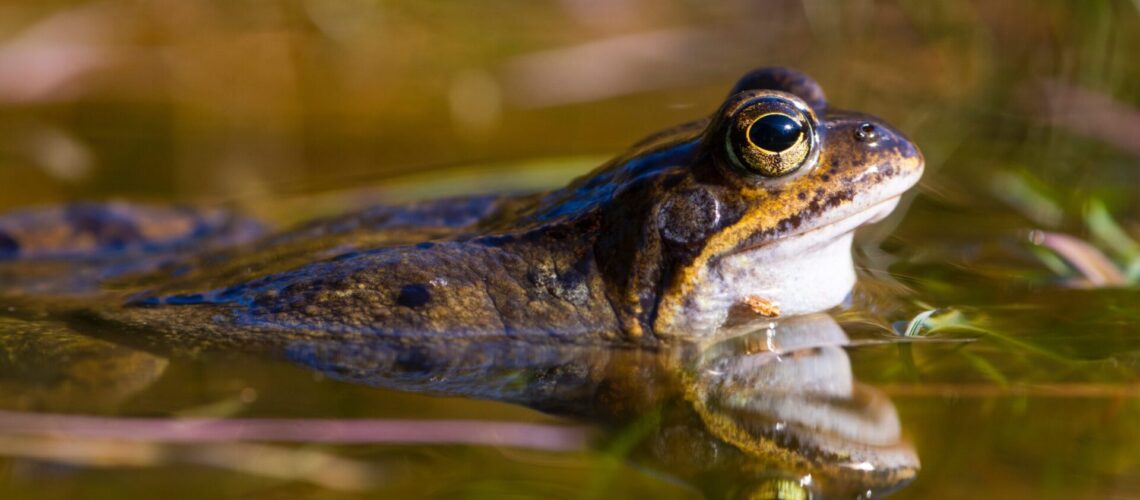 Frosch im Teich