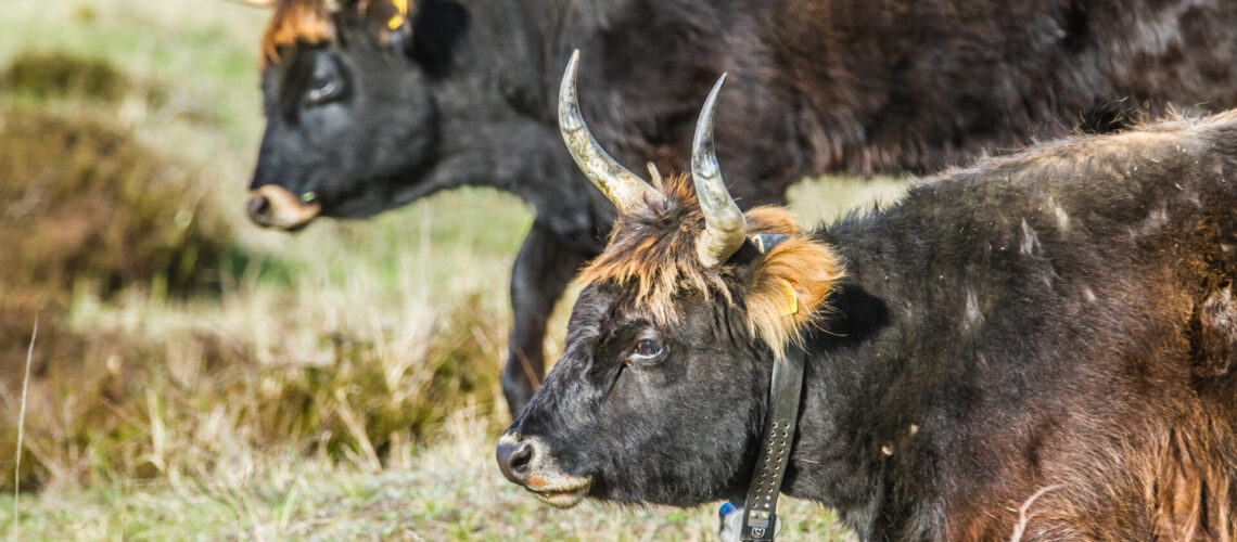 Heckrinder in der Oranienbaumer Heide