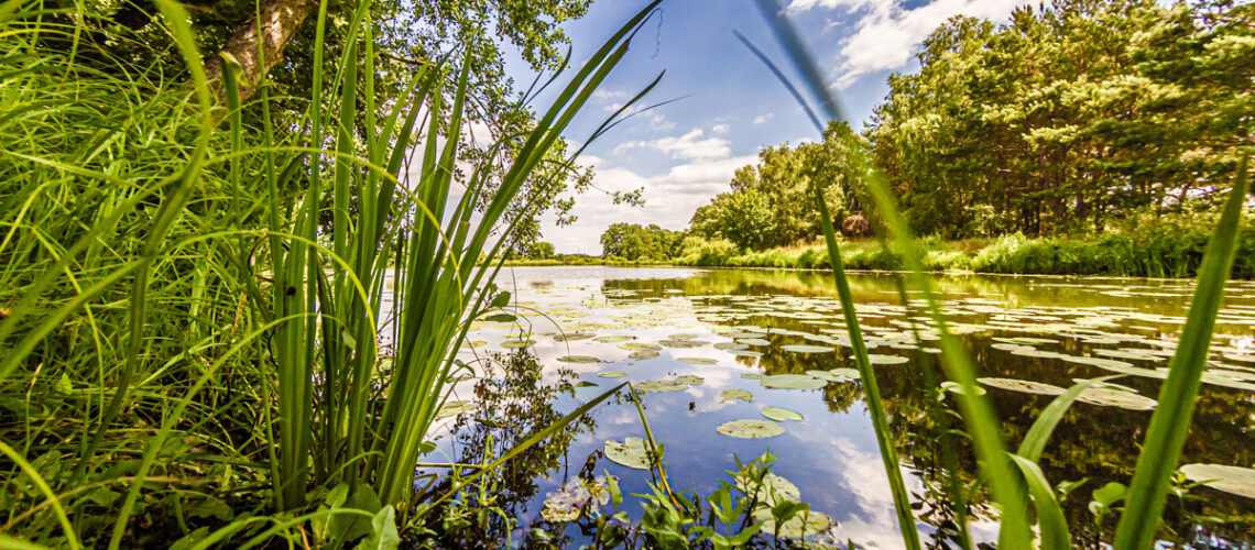 Premsendorf Rieke - Teich mit Seerosen - umgeben von Bäumen und Grass