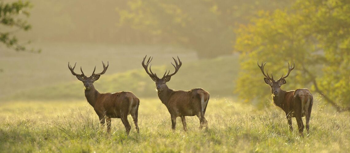 Rolfes-Rothirsche-WR-12-0899_1920_0