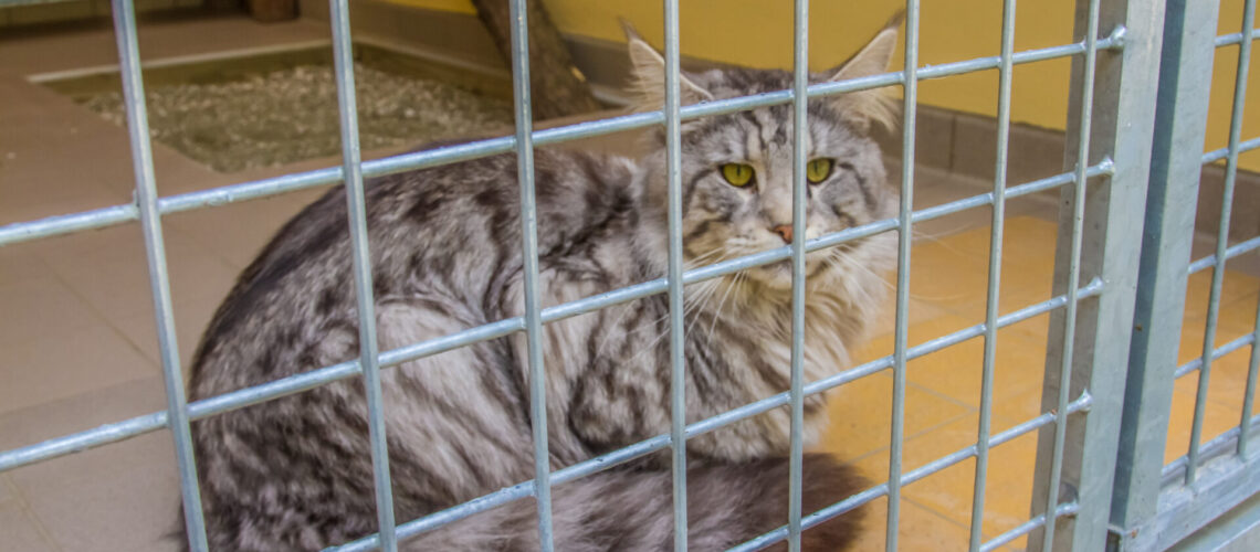 Ein norwegischer Waldkater im Tierheim Wittenberg - wildlebende Hauskatzen sind ein Problem