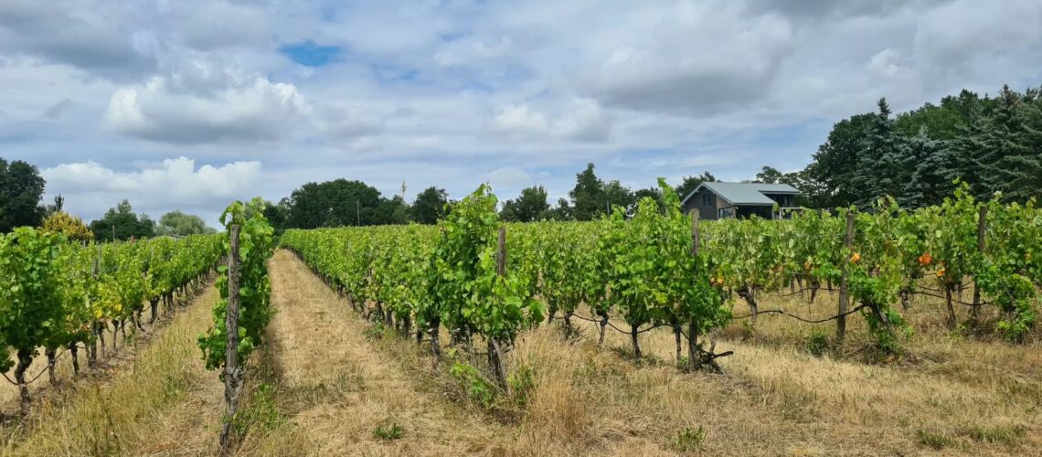 Weinberg ohne reife Trauben
