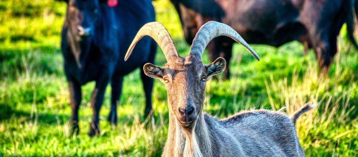 Ziegen und Rinder