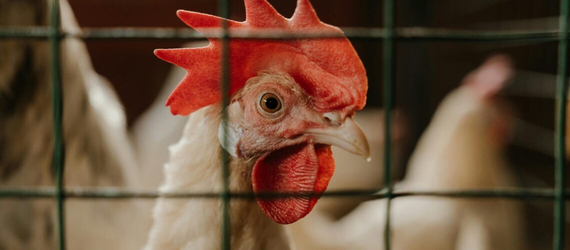 Ein Huhn sitzt in einem Käfig.