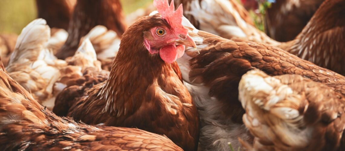 Ein Huhn im Garten