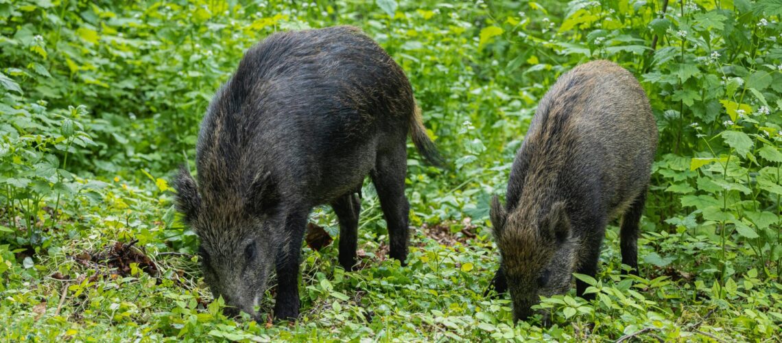 pexels-asemirski-17011891