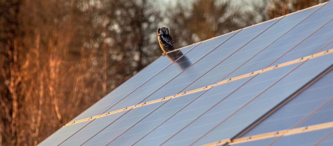 Sperbereule auf Solarmodul ©Erik Karits / Pexels