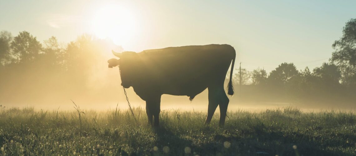 Ein Rind auf einer Wiese