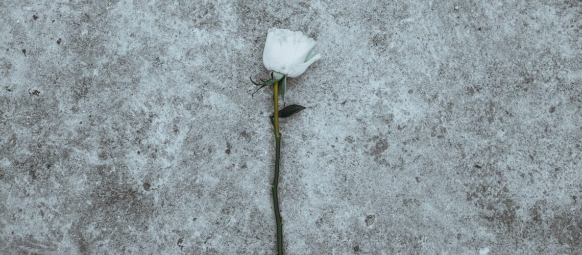 Eine weiße Rose ist ein klassisches Symbol für den Tod (Vergänglichkeit, Abschied und Trauer).