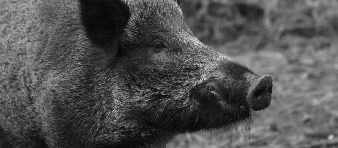 Hauptwirt der Infektion mit der Aujeszkyschen Krankheit bei Hunden und Katzen sind Wildschweine.