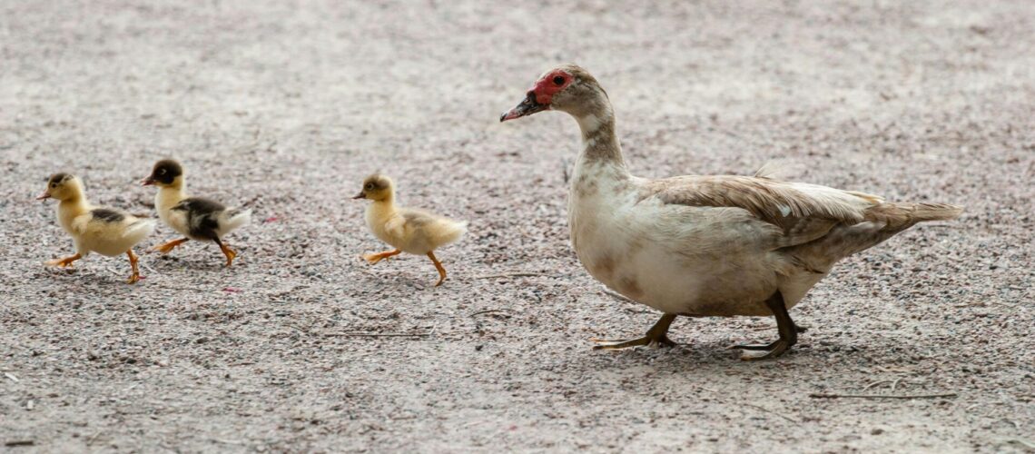 Enten sind natürlich auch von der Geflügelpest betroffen.