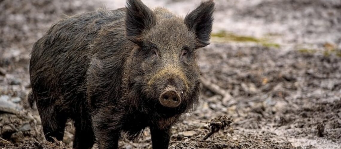 Wildschwein