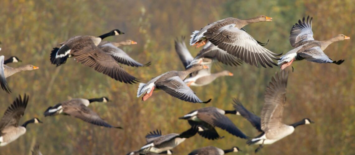 Wildgänse im Flug: Die Geflügelpest-Stallpflicht und das Ausstellungsverbot in Zahna und Umgebung werden aufgehoben. Warum man trotzdem vorsichtig sein sollte.